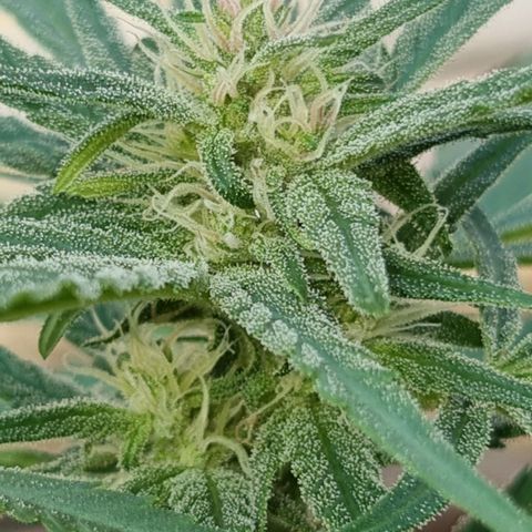 Strawberry Gorilla Fastbuds  growlog timeline photo