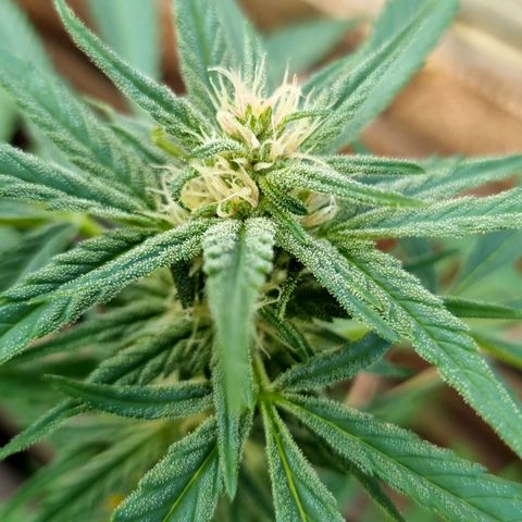 Strawberry Gorilla Fastbuds  growlog timeline photo