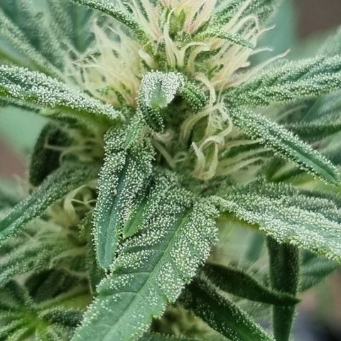 Strawberry Gorilla Fastbuds  growlog timeline photo