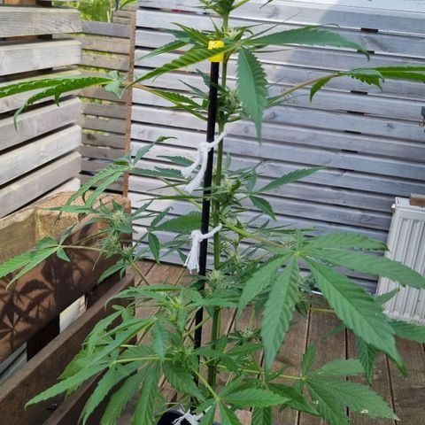 Strawberry Gorilla Fastbuds  growlog timeline photo