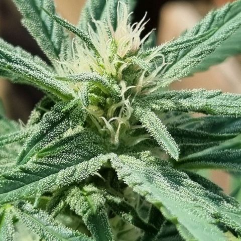 Strawberry Gorilla Fastbuds  growlog timeline photo