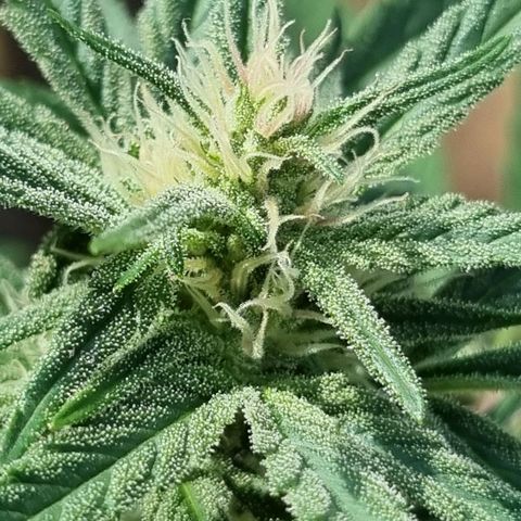 Strawberry Gorilla Fastbuds  growlog timeline photo