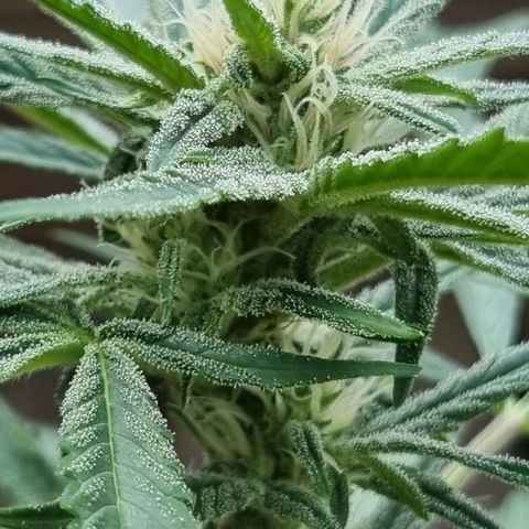 Strawberry Gorilla Fastbuds  growlog timeline photo
