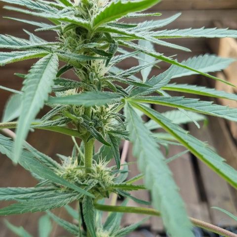 Strawberry Gorilla Fastbuds  growlog timeline photo