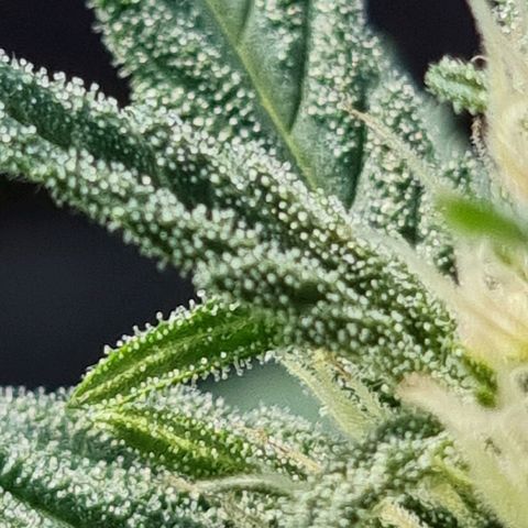 Strawberry Gorilla Fastbuds  growlog timeline photo