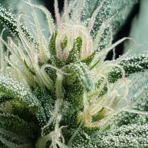 Strawberry Gorilla Fastbuds  growlog timeline photo