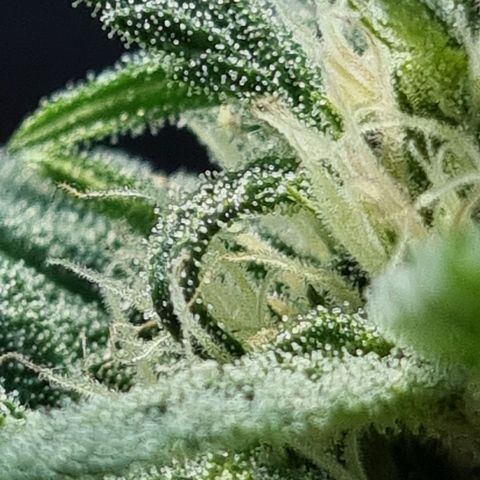 Strawberry Gorilla Fastbuds  growlog timeline photo