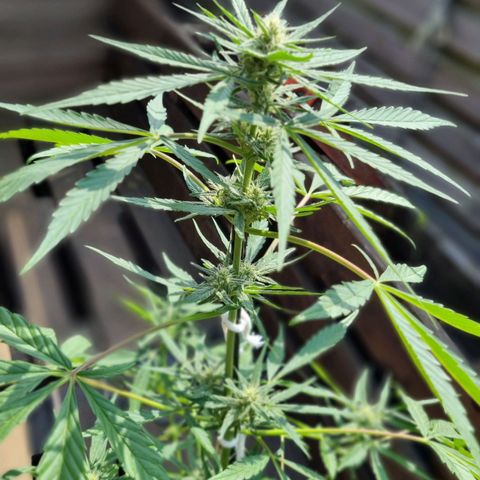 Strawberry Gorilla Fastbuds  growlog timeline photo
