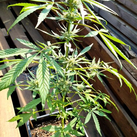 Strawberry Gorilla Fastbuds  growlog timeline photo