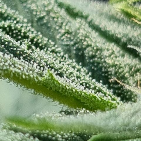 Strawberry Gorilla Fastbuds  growlog timeline photo
