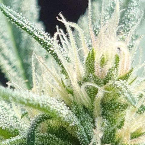 Strawberry Gorilla Fastbuds  growlog timeline photo