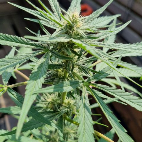 Strawberry Gorilla Fastbuds  growlog timeline photo