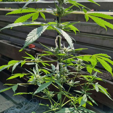 Strawberry Gorilla Fastbuds  growlog timeline photo