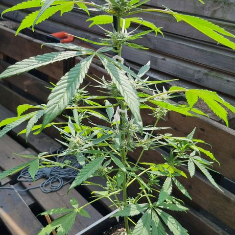 Strawberry Gorilla Fastbuds  growlog timeline photo