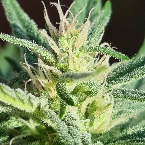 Strawberry Gorilla Fastbuds  growlog timeline photo