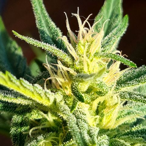 Strawberry Gorilla Fastbuds  growlog timeline photo