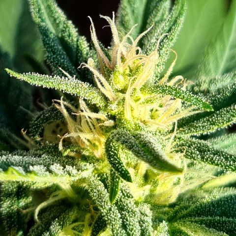 Strawberry Gorilla Fastbuds  growlog timeline photo