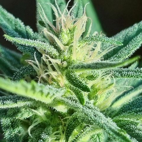 Strawberry Gorilla Fastbuds  growlog timeline photo
