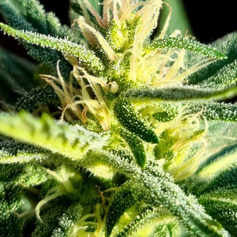 Strawberry Gorilla Fastbuds  growlog timeline photo