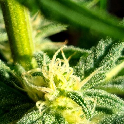 Strawberry Gorilla Fastbuds  growlog timeline photo