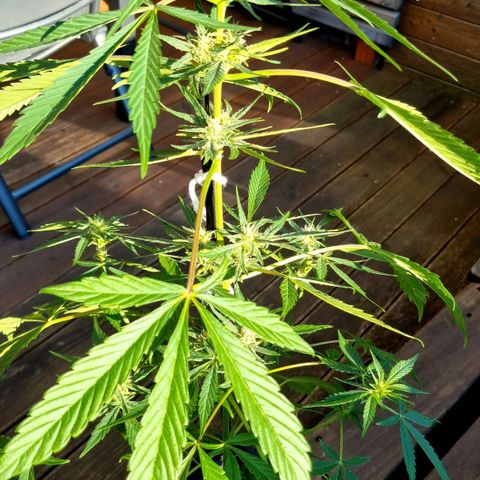 Strawberry Gorilla Fastbuds  growlog timeline photo