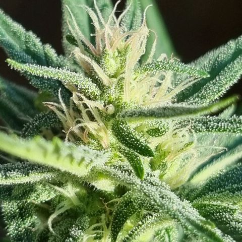 Strawberry Gorilla Fastbuds  growlog timeline photo