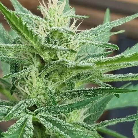 Strawberry Gorilla Fastbuds  growlog timeline photo