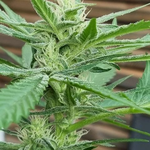 Strawberry Gorilla Fastbuds  growlog timeline photo