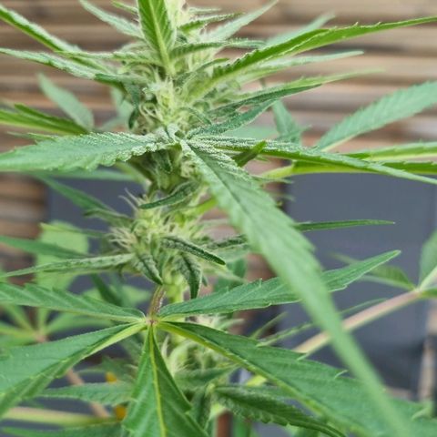 Strawberry Gorilla Fastbuds  growlog timeline photo
