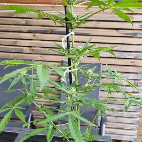 Strawberry Gorilla Fastbuds  growlog timeline photo