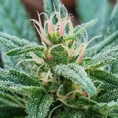 Strawberry Gorilla Fastbuds  growlog timeline photo