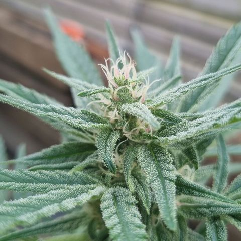 Strawberry Gorilla Fastbuds  growlog timeline photo