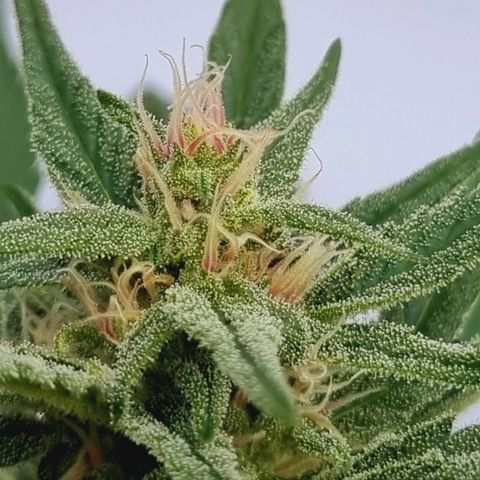 Strawberry Gorilla Fastbuds  growlog timeline photo