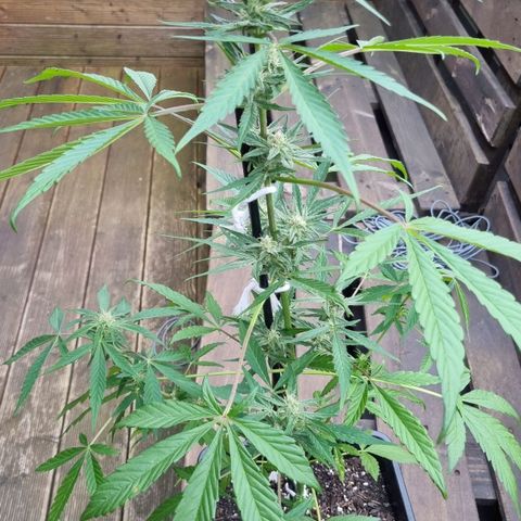 Strawberry Gorilla Fastbuds  growlog timeline photo