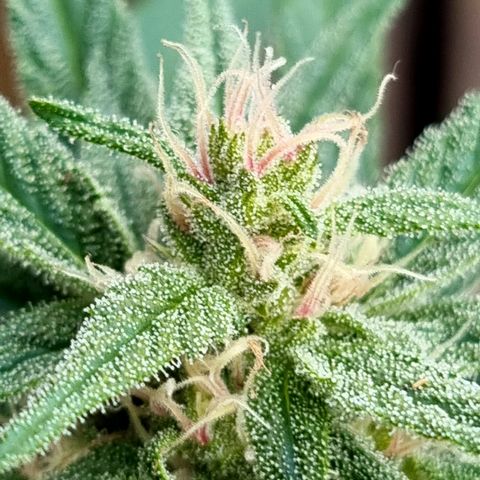 Strawberry Gorilla Fastbuds  growlog timeline photo