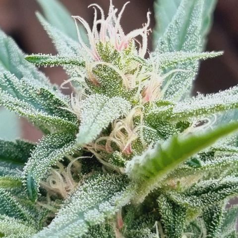 Strawberry Gorilla Fastbuds  growlog timeline photo