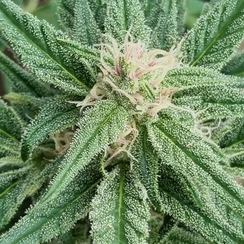 Strawberry Gorilla Fastbuds  growlog timeline photo