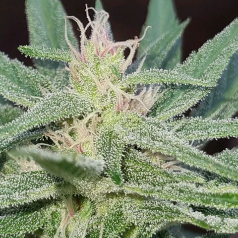 Strawberry Gorilla Fastbuds  growlog timeline photo