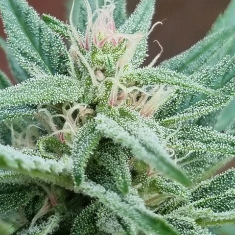 Strawberry Gorilla Fastbuds  growlog timeline photo