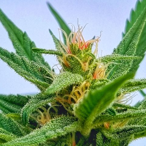 Strawberry Gorilla Fastbuds  growlog timeline photo