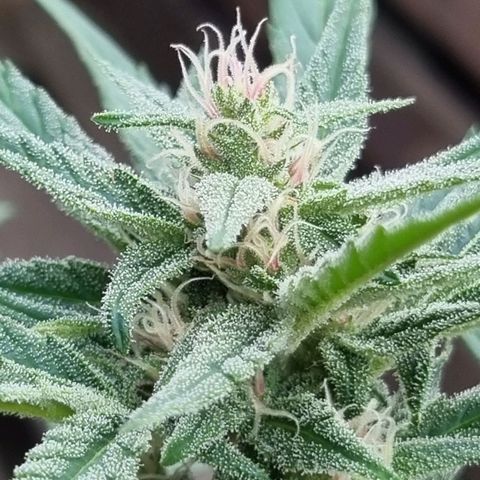 Strawberry Gorilla Fastbuds  growlog timeline photo