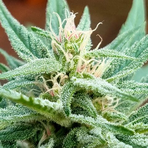 Strawberry Gorilla Fastbuds  growlog timeline photo