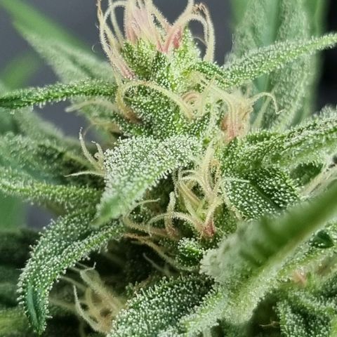 Strawberry Gorilla Fastbuds  growlog timeline photo