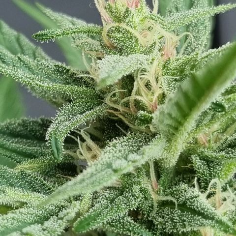 Strawberry Gorilla Fastbuds  growlog timeline photo