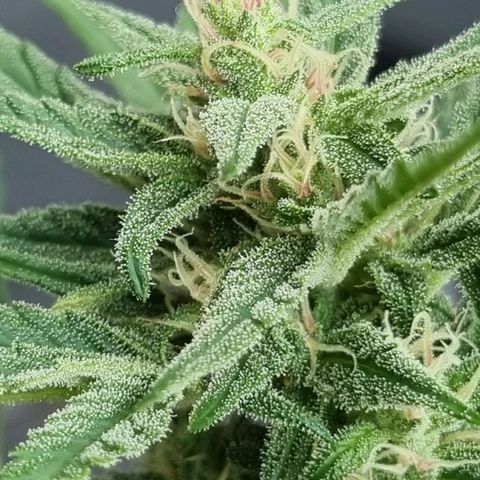 Strawberry Gorilla Fastbuds  growlog timeline photo