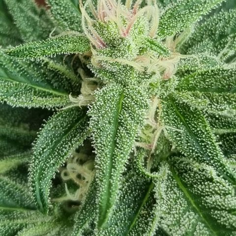 Strawberry Gorilla Fastbuds  growlog timeline photo