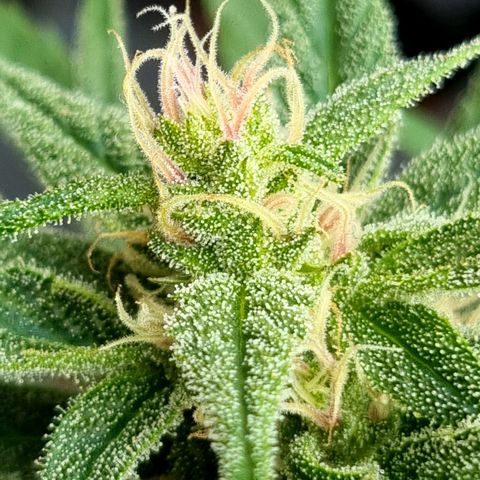 Strawberry Gorilla Fastbuds  growlog timeline photo