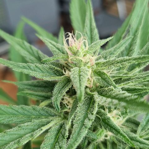 Strawberry Gorilla Fastbuds  growlog timeline photo