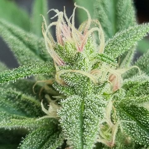 Strawberry Gorilla Fastbuds  growlog timeline photo