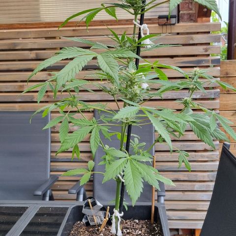 Strawberry Gorilla Fastbuds  growlog timeline photo
